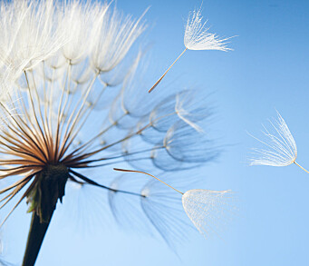 flying dandelion seeds on a blue background